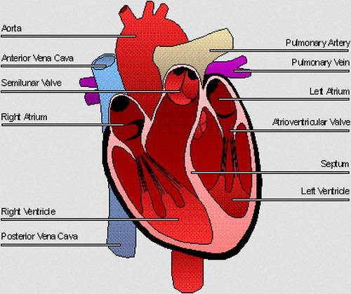 The different parts of the human heart image photo picture