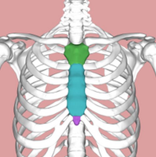 : An illustration of the sternum