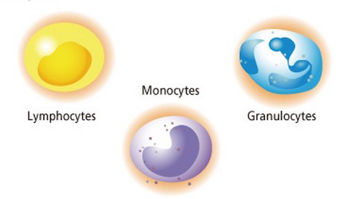 Leucocytes