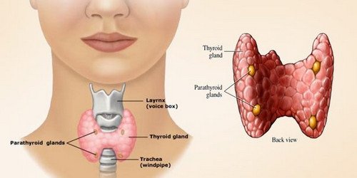 An image showing the anatomy of the thyroid gland thyromegaly picture images photo