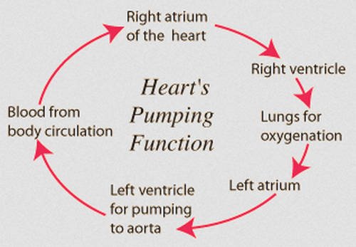 The pumping action of the heart image photo picture