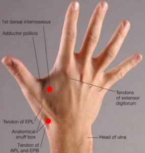 snuff anatomical tendons snuffbox wrist epb epl ebraheim pollicis describes neurokinetic